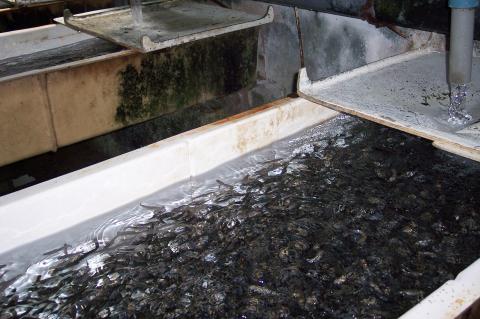 image Bañera de una piscifactoría con alevines