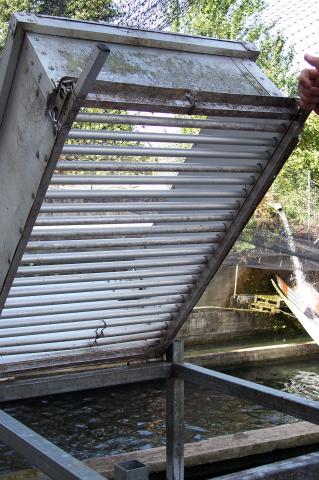 image Clasificador de truchas abierto