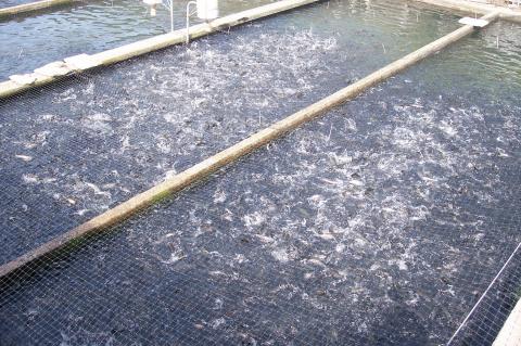 image Piscinas con truchas en una piscifactoría