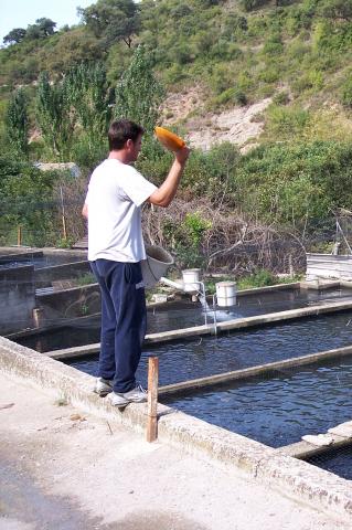image Hombre alimentando truchas