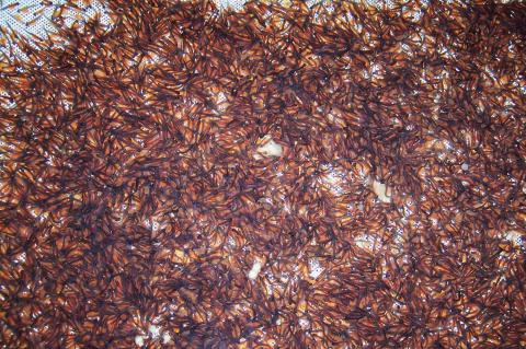 image Alevines recién nacidos