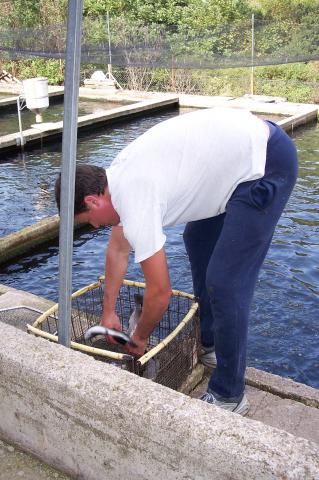 image Hombre cogiendo truchas