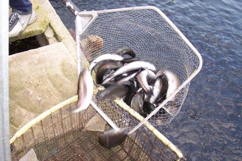 image Hombre depositando truchas en un cesta