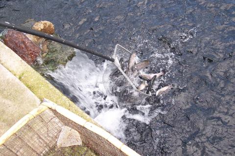 image Hombre cogiendo truchas