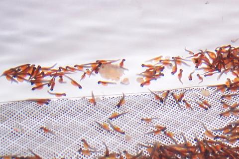 image Nacimiento de alevines