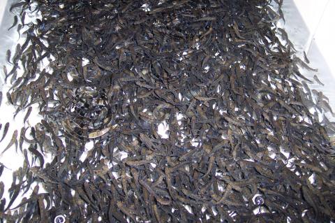 image Alevines de trucha mayores de un mes