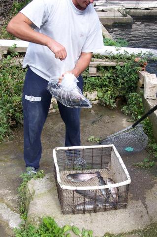 image Hombre preparando una trucha para su venta