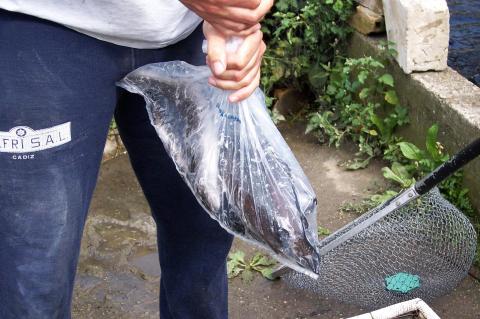 image Hombre preparando una trucha para su venta