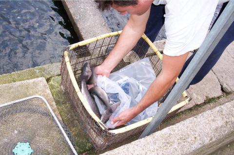 image Hombre preparando una trucha para su venta