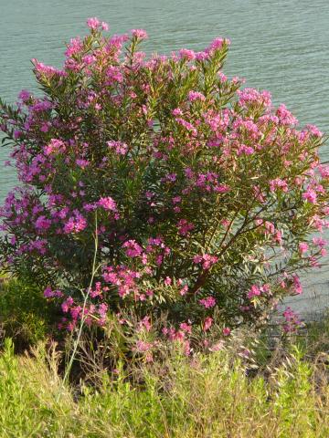 image Adelfa en el Embalse del Tajo de la Encantada, El Chorro, Málaga