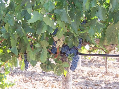 image Viña en Peñafiel, Valladolid