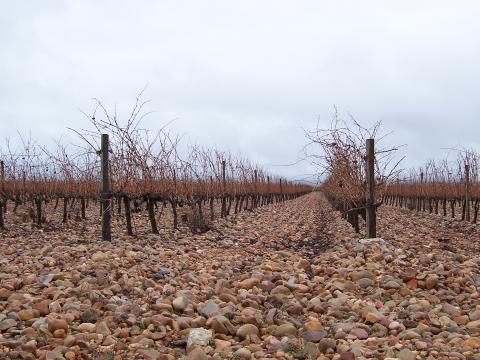 image Viñedo en invierno, Segovia