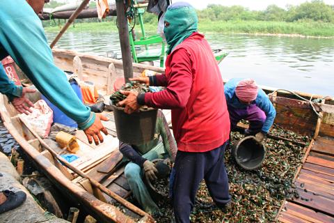 image Descargando mejillones en Jakarta, Indonesia