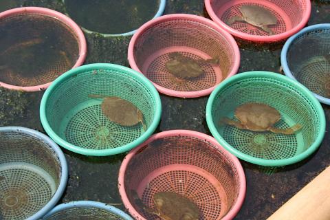 image Cangrejo de la piscifactoría de Jakarta, Indonesia