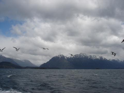 image Gaviotas en Lago Nahuel Huapi, Patagonia Andina, Argentina