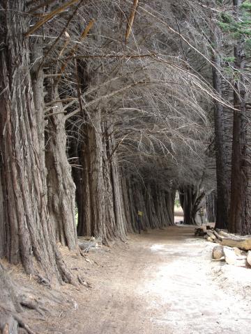 image Camino arbolado en Isla Victoria, Parque Nacional Nahuel Huapi, Patagonia Andina, Argentina