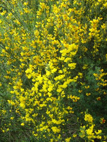 image Flor zapato de la reina en Isla Victoria, Parque Nacional Nahuel Huapi, Patagonia Andina, Argentina