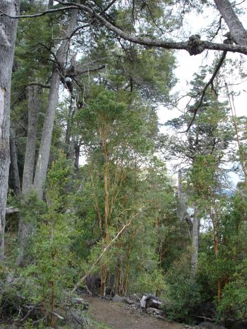 image Árboles del Parque Nacional los Arrayanes, Neuquén, Argentina