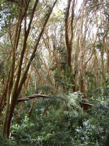 image Árboles del Parque Nacional los Arrayanes, Neuquén, Argentina