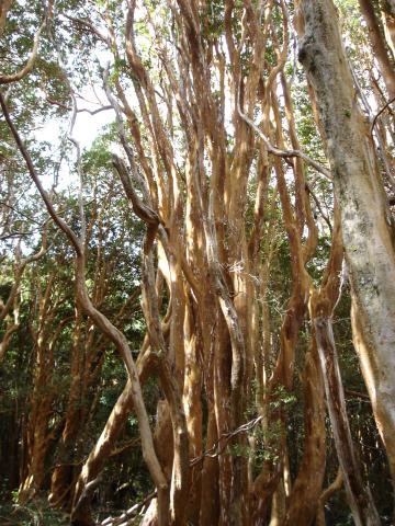 image Árboles del Parque Nacional los Arrayanes, Neuquén, Argentina