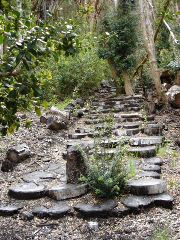 image Árboles del Parque Nacional los Arrayanes, Neuquén, Argentina