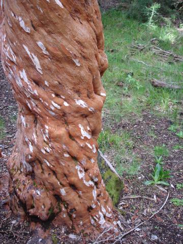 image Tronco de Arrayán, Parque Nacional los Arrayanes, Neuquén, Argentina