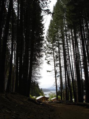 image Bosque en Isla Victoria, Parque Nacional Nahuel Huapi, Patagonia Andina, Argentina