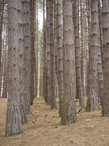image Bosque en Isla Victoria, Parque Nacional Nahuel Huapi, Patagonia Andina, Argentina