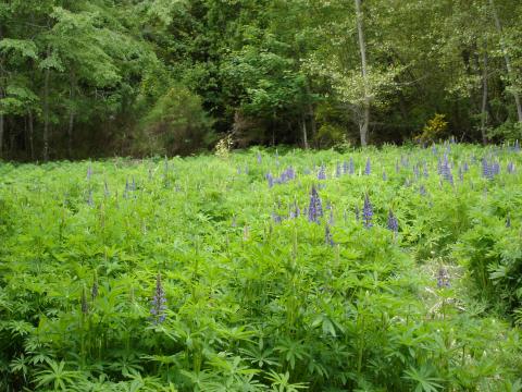 image Flores en Isla Victoria, Parque Nacional Nahuel Huapi, Patagonia Andina, Argentina
