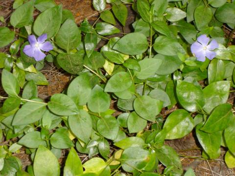 image Flores en Isla Victoria, Parque Nacional Nahuel Huapi, Patagonia Andina, Argentina