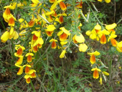 image Flor zapato de la reina en Isla Victoria, Parque Nacional Nahuel Huapi, Patagonia Andina, Argentina