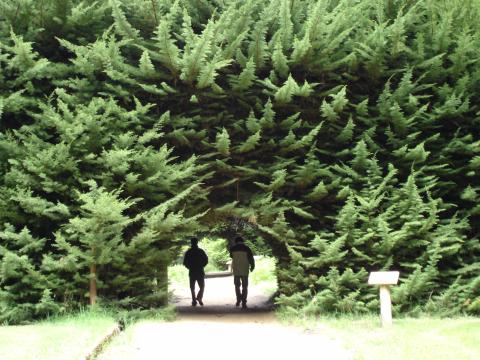 image Setos en Isla Victoria, Parque Nacional Nahuel Huapi, Patagonia Andina, Argentina