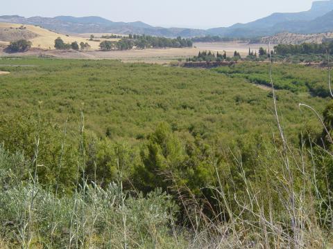 image Tarayal de la cola del Embalse del Conde de Guadalhorce, Ardales, Málaga
