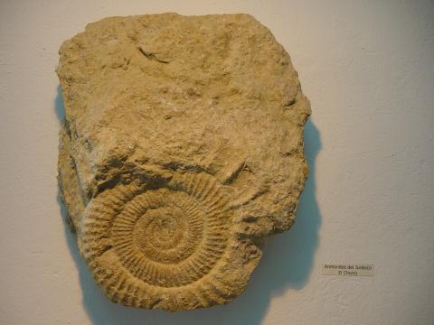 image Ammonites del periodo Jurásico de El Chorro, Museo de Historia y Tradiciones de Ardales, Málaga