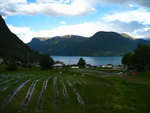 image Plantaciones de fresones junto al Lusterfjorden, Noruega