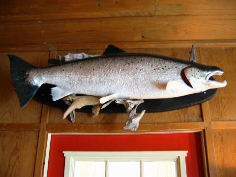 image Trofeo de salmón de 114 cms. en el Hotel Gloppen, Noruega
