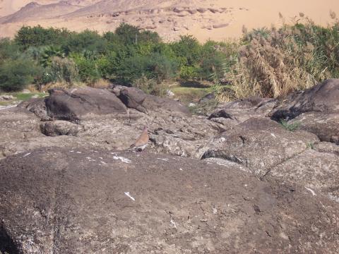 image Ave en las orillas del Nilo, Egipto