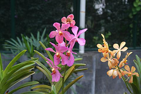 image Catleya y orquideas, Jardín botánico de Java, Indonesia