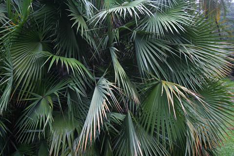 image Palmito, Jardín botánico de Java, Indonesia