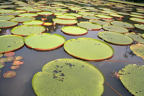 image Victoria regia nenufares, Jardín botánico de Java, Indonesia