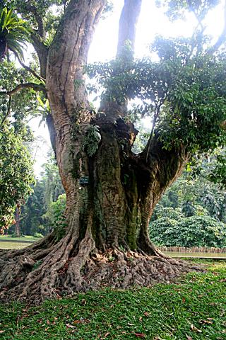 image Árbol del Lichi, Jardín botánico de Java, Indonesia