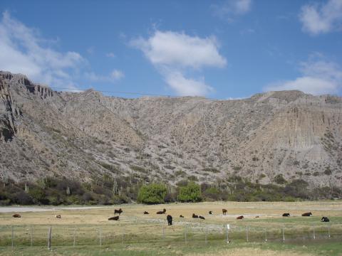 image Ganado pastando en una llanura de la Quebrada de Humauaca, Jujuy, Argentina