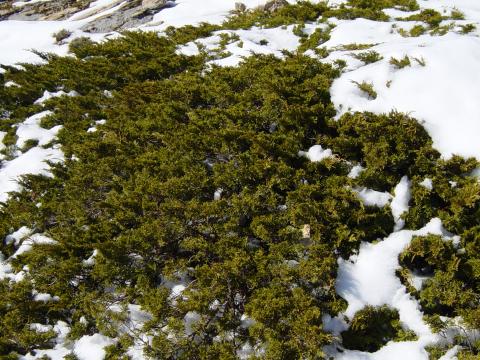 image Sabina rastrera en la Sierra de las Nieves, Málaga