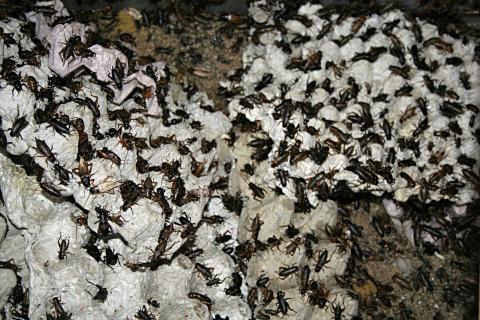 image Grillos, Jogyakarta, Indonesia