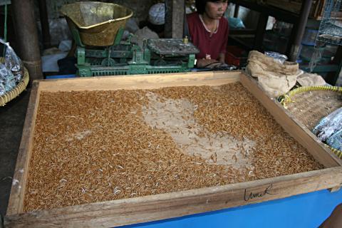 image Gusanos, Jogyakarta, Indonesia