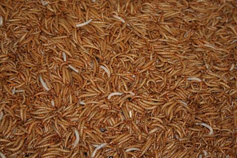 image Gusanos, Jogyakarta, Indonesia