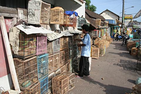 image Mercado de pájaros de Jogyakarta, Indonesia