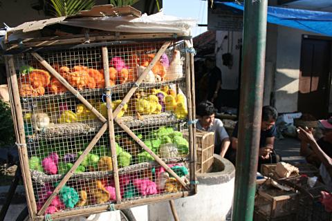 image Pollos de colores en el mercado de pájaros de Jogyakarta, Indonesia