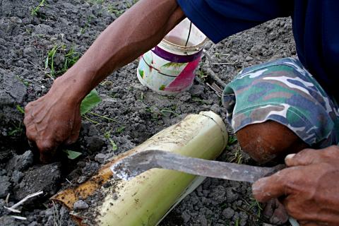 image Tabaco, Jogyakarta, Indonesia