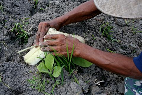 image Tabaco, Jogyakarta, Indonesia